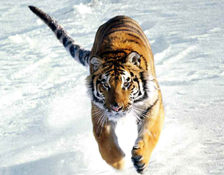 wpeC8E.jpg (46063 bytes)