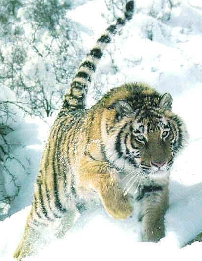 wpe19.jpg (30342 bytes)