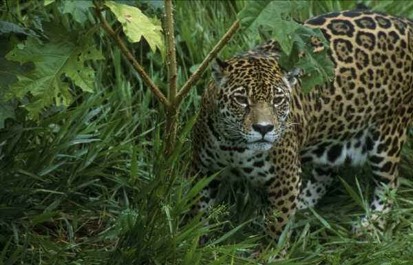 wpe13.jpg (36175 bytes)