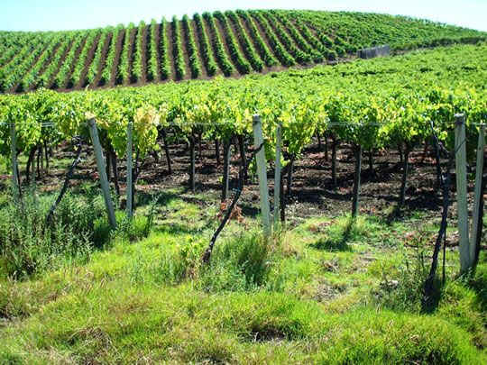 wpe27.jpg (53054 bytes)