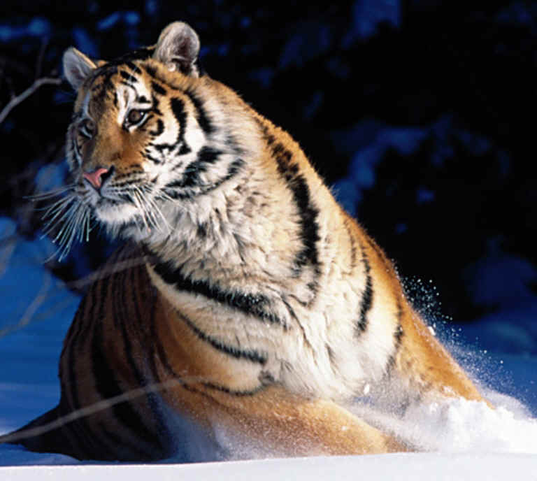 wpe14.jpg (45240 bytes)