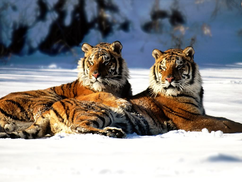 Lounging_Siberian_Tiger_Pair.jpg (99748 bytes)