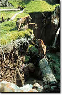 wpe1C.jpg (13759 bytes)