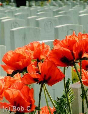 wpe1A1.jpg (17487 bytes)