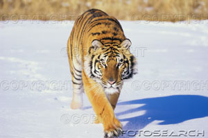 1574R-03125B.jpg (16082 bytes)