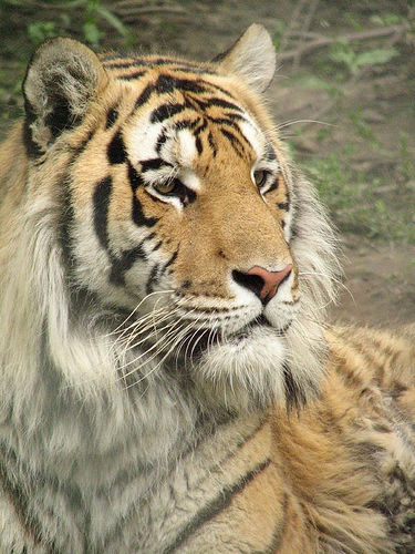 21186930_36d024800f.jpg (61601 bytes)