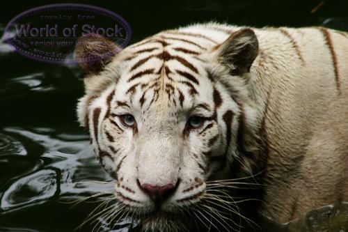 NAN1371.jpg (34177 bytes)