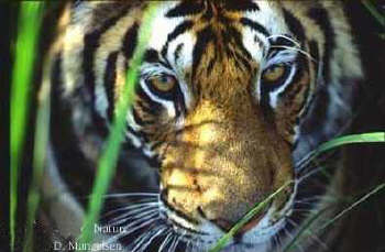 Print2614.jpg (17792 bytes)