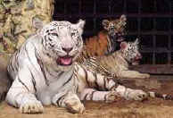 wpe27.jpg (5490 bytes)