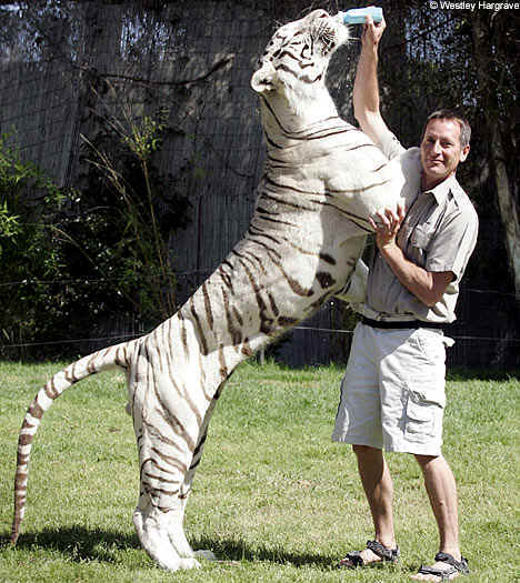 wpe196.jpg (56197 bytes)