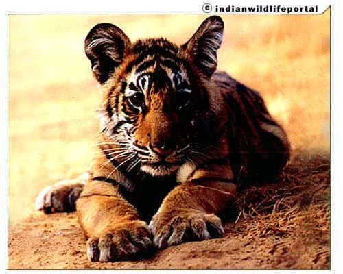 wpe199.jpg (32040 bytes)