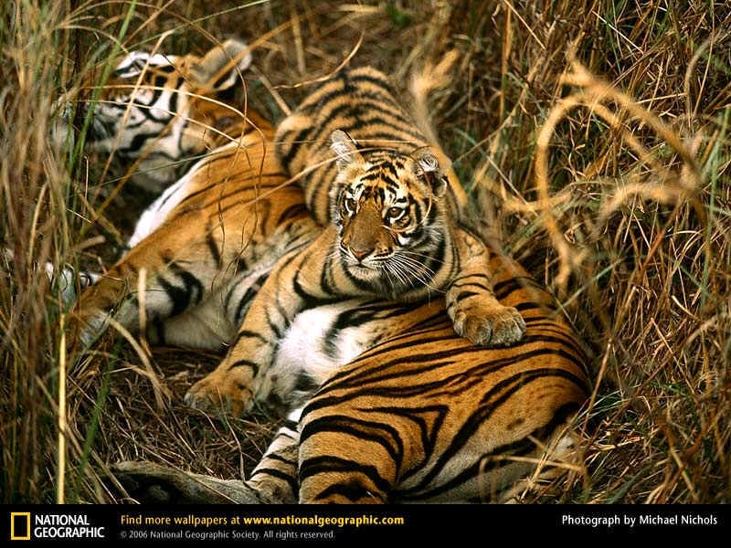 wpe19A.jpg (96017 bytes)