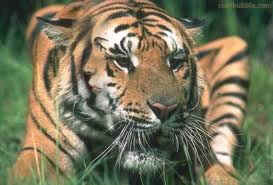 wpe1AD.jpg (9442 bytes)