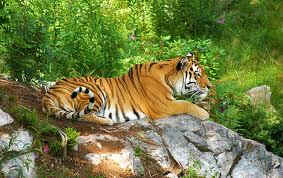 wpe1B3.jpg (12474 bytes)