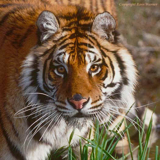 wpe24.jpg (41197 bytes)