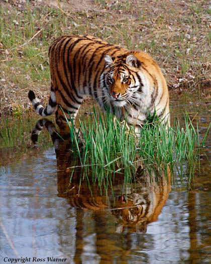 wpe25.jpg (45884 bytes)