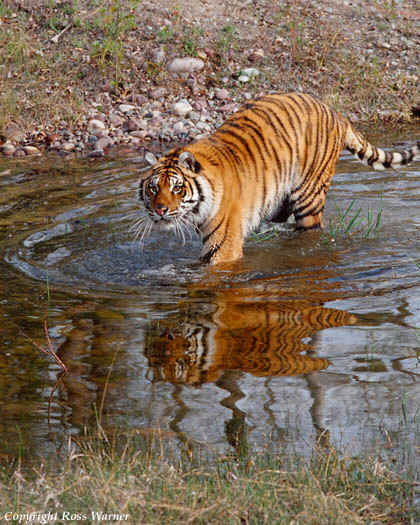 wpe26.jpg (45739 bytes)