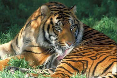 wpe193.jpg (17550 bytes)