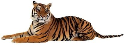 tige062.JPG (9667 bytes)