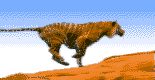 tigerart11[1].gif (12008 bytes)