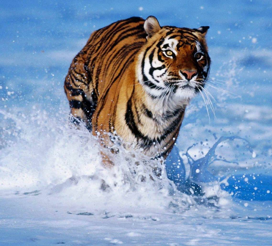 wpe1D.jpg (122463 bytes)