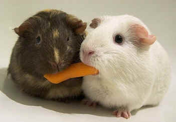 wpe8.jpg (7784 bytes)