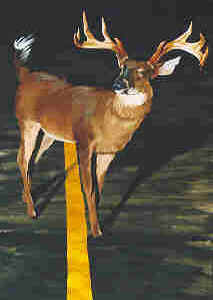 wpeFD.jpg (8085 bytes)